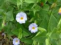 Thunbergia natalensis 